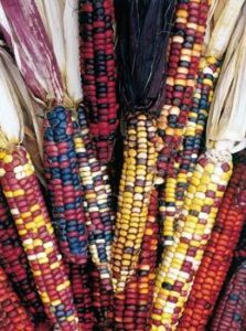 Heirloom Corn Image